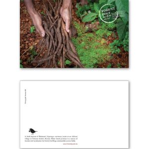 Postcard: Shatavari harvest