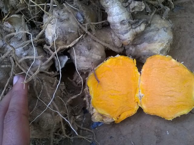 The mellow coolant from Sholayar